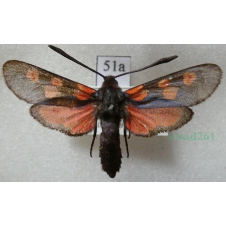 Zygaena trifolii (Esper, 1783) Kraśnik pięcioplamek Czech51a